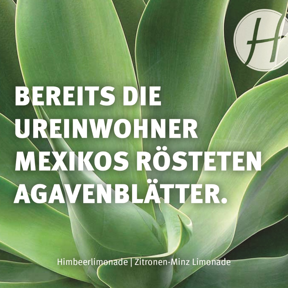 Bereits die Ureinwohner Mexikos rösteten Algavenblätter